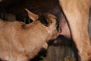chevreau qui tête - crédit Cabri au lait chevreau qui tête - crédit Cabri au lait