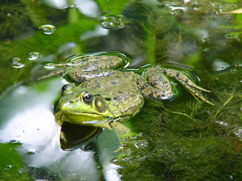 grenouille dans la mare grenouille dans la mare