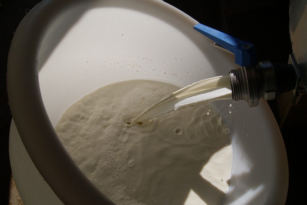 Le lait des chèvres à la fin de la traite - crédit Cabri au Lait Le lait des chèvres à la fin de la traite - crédit Cabri au Lait